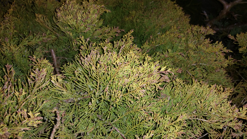 needle blight on leyland cypress